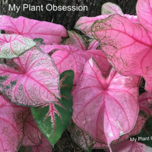 Caladium BULB 'Fannie Munson' Size #2(3 bulbs) - Picture 1 of 3